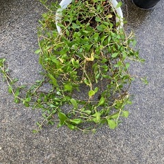 取り引き中)ワイヤープランツ