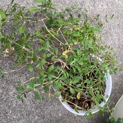 取り引き中)ワイヤープランツの画像