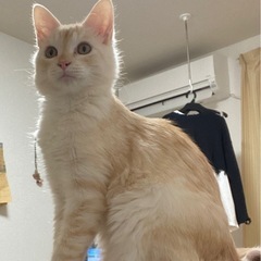 長毛猫　こむぎちゃん