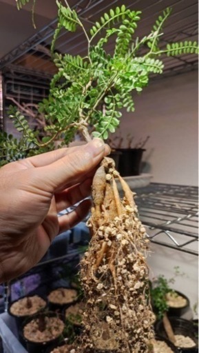 生活雑貨 家庭用品 ガーデニング