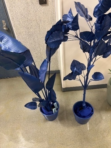 【限定品】KAPOK KNOT(カポックノット) 観葉植物 オブジェ 2点セット 青 ブルー