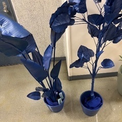 【限定品】KAPOK KNOT(カポックノット) 観葉植物 オブ...