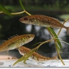 イバラトミヨ　観賞魚　アクアリウムの画像