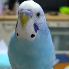 迷子の青色のセキセイインコを探しています。
