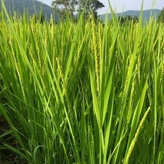 令和6年度産　なつほのか　新米（玄米30キロ）