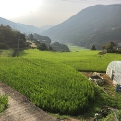 令和6年度産　なつほのか　新米（玄米30キロ）