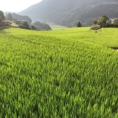 令和6年度産　なつほのか　新米（玄米30キロ）