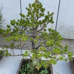 五葉松（瑞祥）　盆栽の画像
