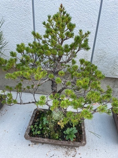 五葉松（瑞祥）　盆栽