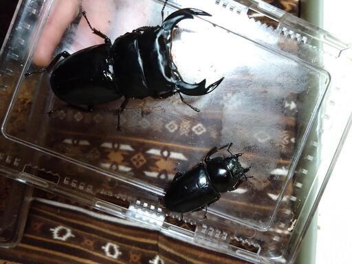 ブータンアンタエウスオオクワガタ