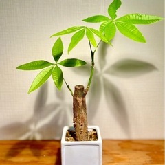 🉐値下！極太幹パキラ！スクエア鉢付！ちょうどいいサイズ！育てやす...