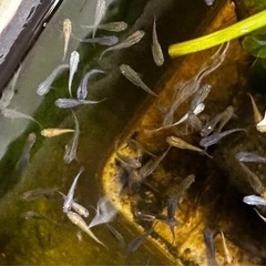 カラーメダカ