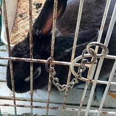 ペットを飼ってる人達のグルチャ！