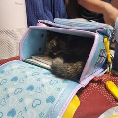 サビ 女の子 1歳 − 千葉県