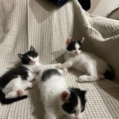 ミルクボランティア発　箱入りオス猫