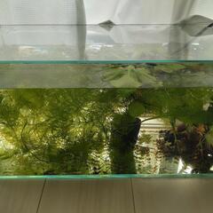 水草セット