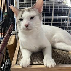 白猫(ぶち猫)★トライアルが決まりましたぁ🎶皆さんご協力ありがと...
