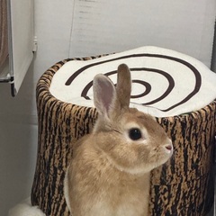 ネザーランドドワーフです