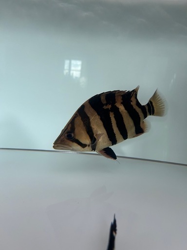 ダトニオプラスワン