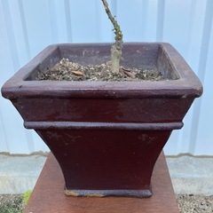 植木鉢