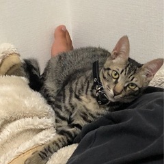 猫探してます