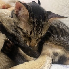 猫探してます - 手伝って/助けて