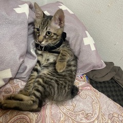 猫探してます - 宮古島市