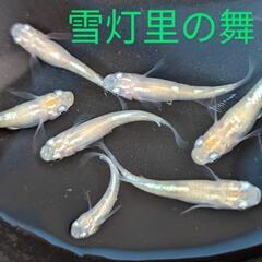 メダカ各種・水草etc＆出荷仲間募集 - 地元のお店