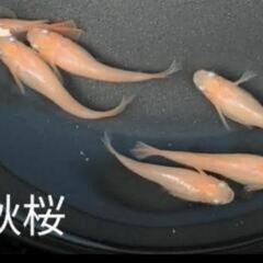 メダカ各種・水草etc＆出荷仲間募集 - ペット