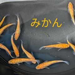 メダカ各種・水草etc＆出荷仲間募集 − 栃木県