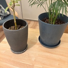 観葉植物 ゴムの木/テーブルヤシの画像