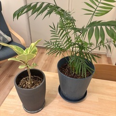 観葉植物 ゴムの木/テーブルヤシの画像