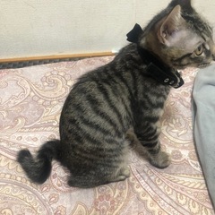猫探してます − 沖縄県