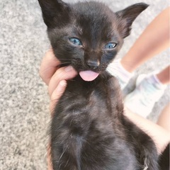 生後2ヶ月　くろちゃん♀(仮名)