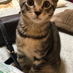 キジトラ仔猫  黒猫兄妹