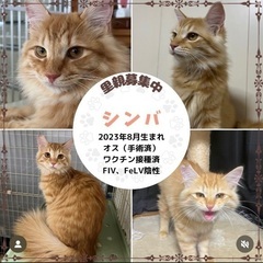茶トラ　長毛　再募集