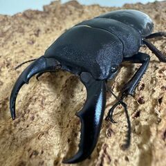 サキシマヒラタクワガタペアの画像