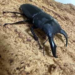 サキシマヒラタクワガタペアの画像