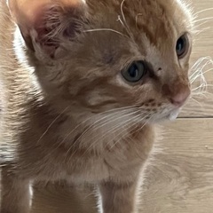 無償で仔猫の保護をお願いします。