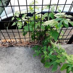 直径数センチの木の抜根 してほしい - 稲城市
