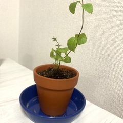 スイスミント(複数有)
虫除けハーブ 