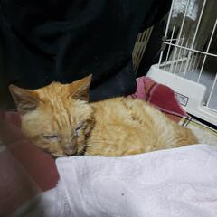 猫のドライフード、缶詰、トイレ砂、なるべく安くお譲り下さい。