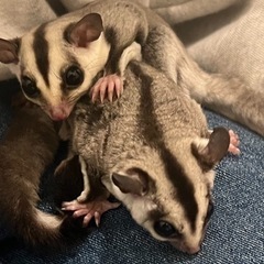 モモンガ 男の子