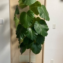 ウンベラータ　特大約200cm　鉢受け皿付き【お値下げしました】