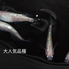 【大人気】ピンクサファイア店頭販売します‼️名古屋改良メダ…