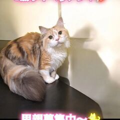 10/6(日)譲渡会。2歳サイベリアン♀(⋈◍＞◡＜◍)。