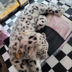 ユキヒョウぬいぐるみの画像