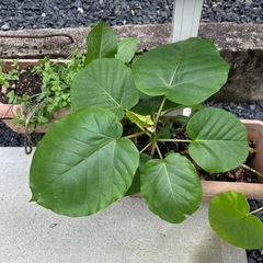 観葉植物　フィカス　ウンベラータ　ゴムの木