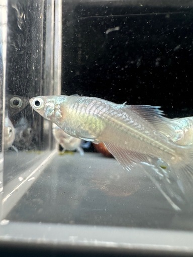 メダカ【如水】若魚(種親)①ペア　メダカの館ワッチ様血統　準直系