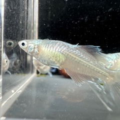 メダカ【如水】若魚(種親)①ペア メダカの館ワッチ様血統 準直系